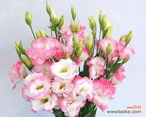 解读洋桔梗的花语,了解其象征意义及文化内涵 洋桔梗花语寓意深远