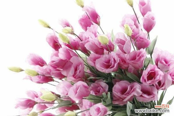 探寻洋桔梗花语的深意 以洋桔梗的花语是什么