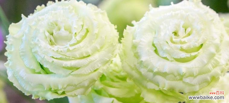 了解洋桔梗花的花语和象征意义，享受花草之间的对话 洋桔梗花语与寓意