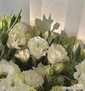 探寻洋桔梗花语中的内涵与象征 洋桔梗花语的深意——传递爱与坚持的信念