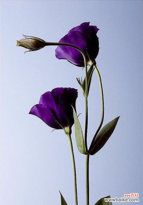 探寻洋桔梗花语中的内涵与象征 洋桔梗花语的深意——传递爱与坚持的信念