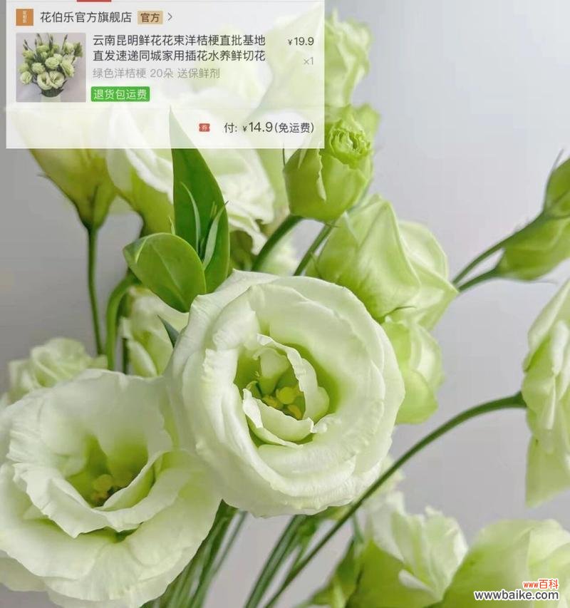 探究洋桔梗花的花语，了解传统文化中的含义与价值 洋桔梗花的花语之意义与传承