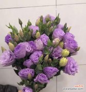 深入解读洋桔梗花语，探寻其美好寓意 洋桔梗花语的寓意与意义