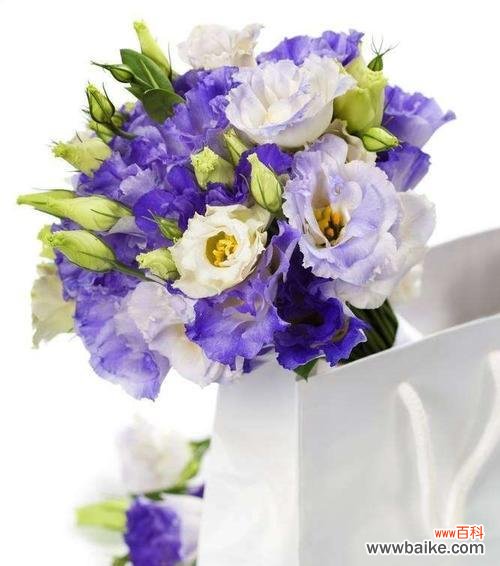 深入解读洋桔梗花语,探寻其美好寓意 洋桔梗花语的寓意与意义