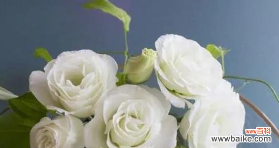 揭示洋桔梗的深层内涵和文化底蕴 洋桔梗花语的寓意及象征意义