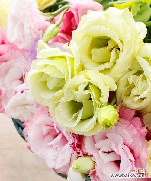 揭示洋桔梗的深层内涵和文化底蕴 洋桔梗花语的寓意及象征意义