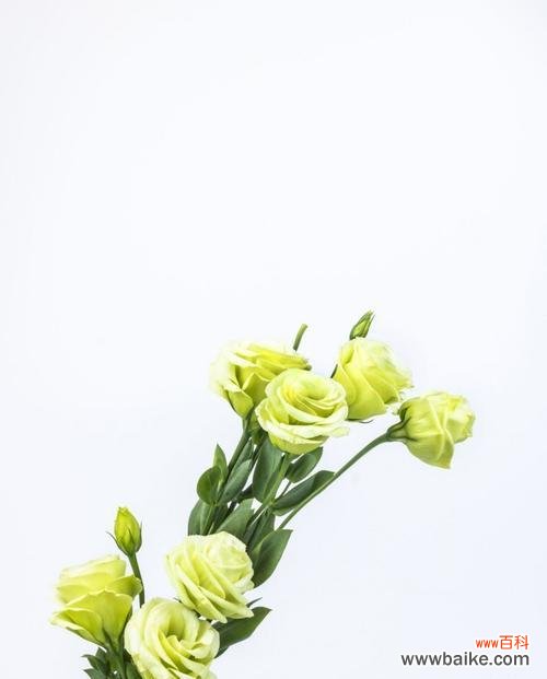 揭开洋桔梗的花语之谜，探索白色花朵的魅力 洋桔梗花语与美丽的白色花朵