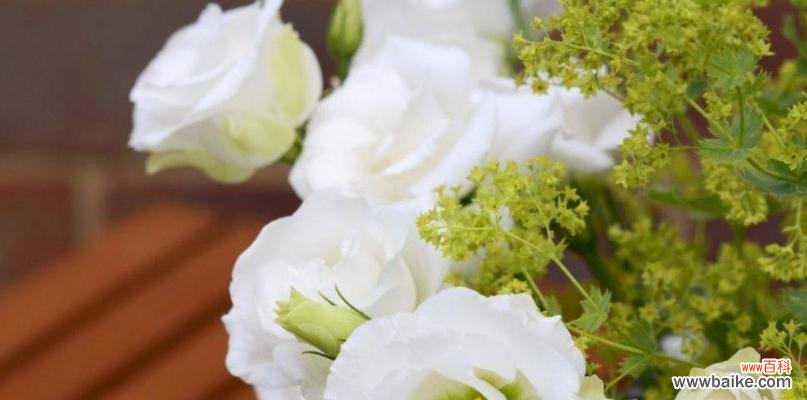 揭开洋桔梗的花语之谜，探索白色花朵的魅力 洋桔梗花语与美丽的白色花朵