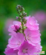 花开不败 锦葵花的寓意——生命力与坚韧不拔