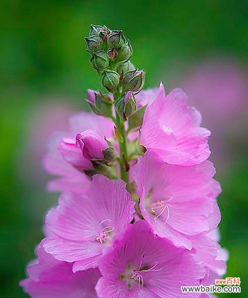 花开不败 锦葵花的寓意——生命力与坚韧不拔