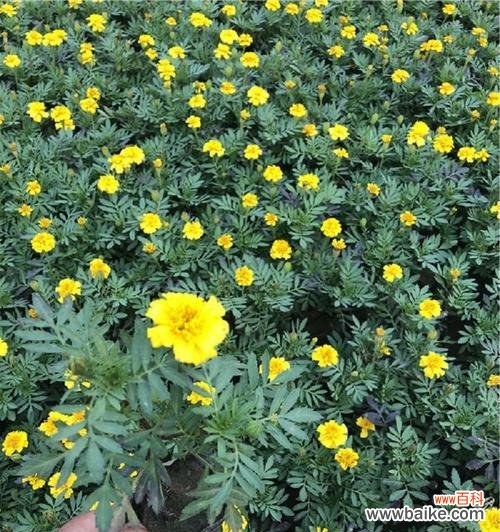 揭秘孔雀草的神奇力量 孔雀草的花语与传说