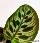 探寻孔雀竹芋的象征意义和文化内涵 孔雀竹芋的花语及其寓意