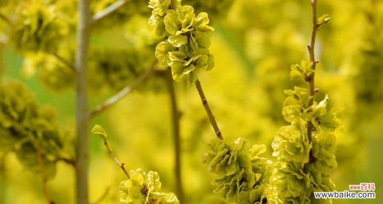 探寻金叶榆的象征意义和文化价值 以金叶榆的寓意为主题的文章