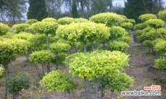 探索金叶榆的神秘与美丽 金叶榆的寓意与象征意义