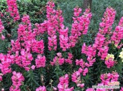 用花语描绘金鱼草的美丽之旅 金鱼草