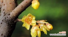 传递温暖与勇气的腊梅 腊梅的花语与象征