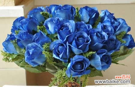 探索蓝色妖姬玫瑰的神秘语言 蓝色妖姬玫瑰的花语与意义