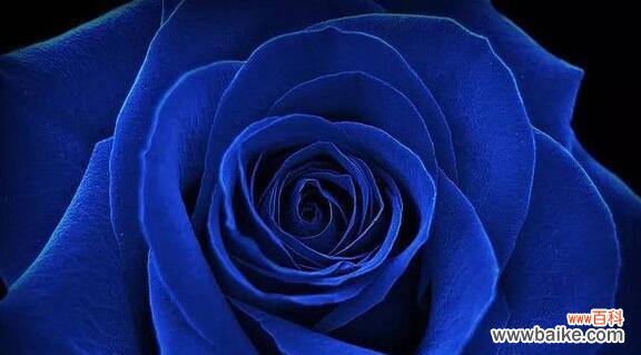 蓝色月季花开如蓝天百合花开如百合香 蓝色月季的花语与寓意