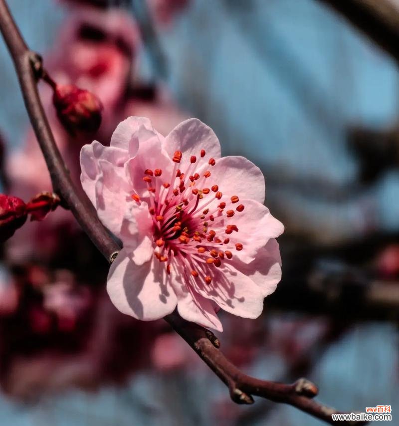 梅子的花语和寓意有哪些?