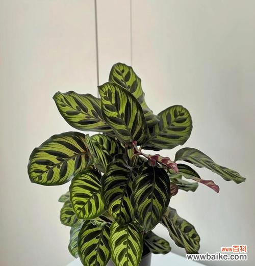 小三的爱花语具体是什么?