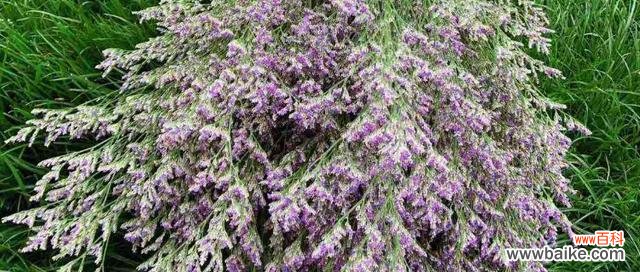 情人草的花语含义是什么?情人草象征着什么?