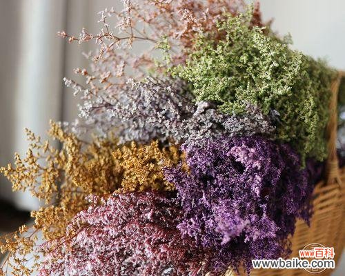 情人草的花语含义是什么?情人草象征着什么?