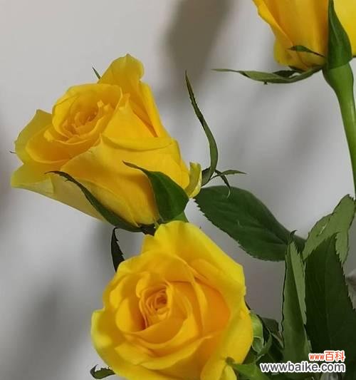 红玫瑰与黄玫瑰组合的花语是什么?