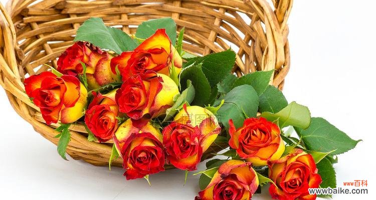 红玫瑰与黄玫瑰组合的花语是什么?