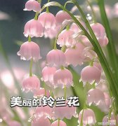 铃兰配百合是什么花语？搭配百合的铃兰有何深意？