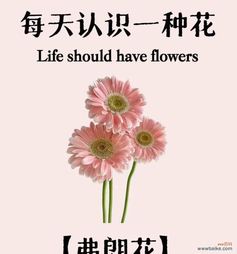 路明非的花语是什么？有什么特别含义？