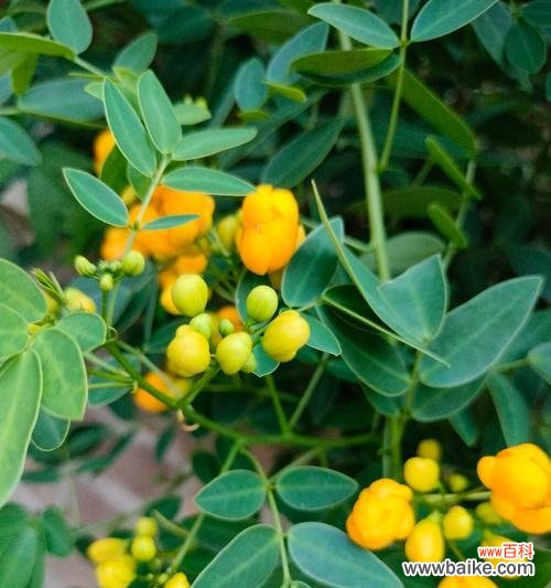 路明非的花语是什么？有什么特别含义？