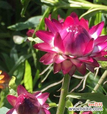 探寻麦秆菊的花语 麦秆菊的花语传递着美好与希望