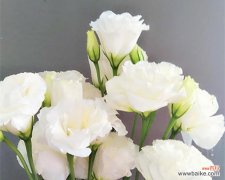 探索洋桔梗的秘密 洋桔梗花语与寓意