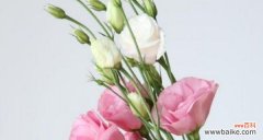 洋桔梗花语的含义和象征意义 洋桔梗花语