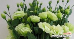 以白色花朵为主题 洋桔梗花语之纯洁与祝福