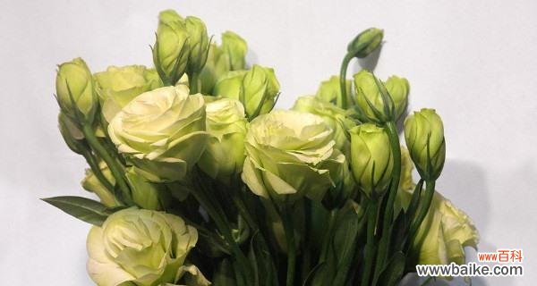 揭示洋桔梗的花语与寓意 洋桔梗花语与寓意