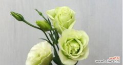 洋桔梗花语传递着无言的情感与寓意 洋桔梗花语