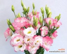 探索洋桔梗花语的深层内涵及传达的情感 洋桔梗花语的意义与寓意