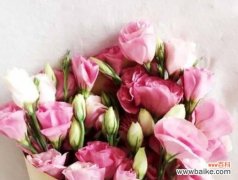 探秘洋桔梗的花语和象征意义 洋桔梗花语与寓意