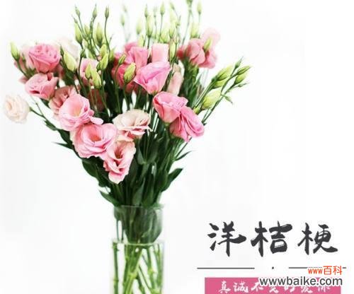 不同颜色洋桔梗的花语及象征意义 探寻洋桔梗花语的奥秘