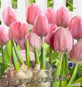 郁金香的花语有哪些功效？如何影响人的情绪？