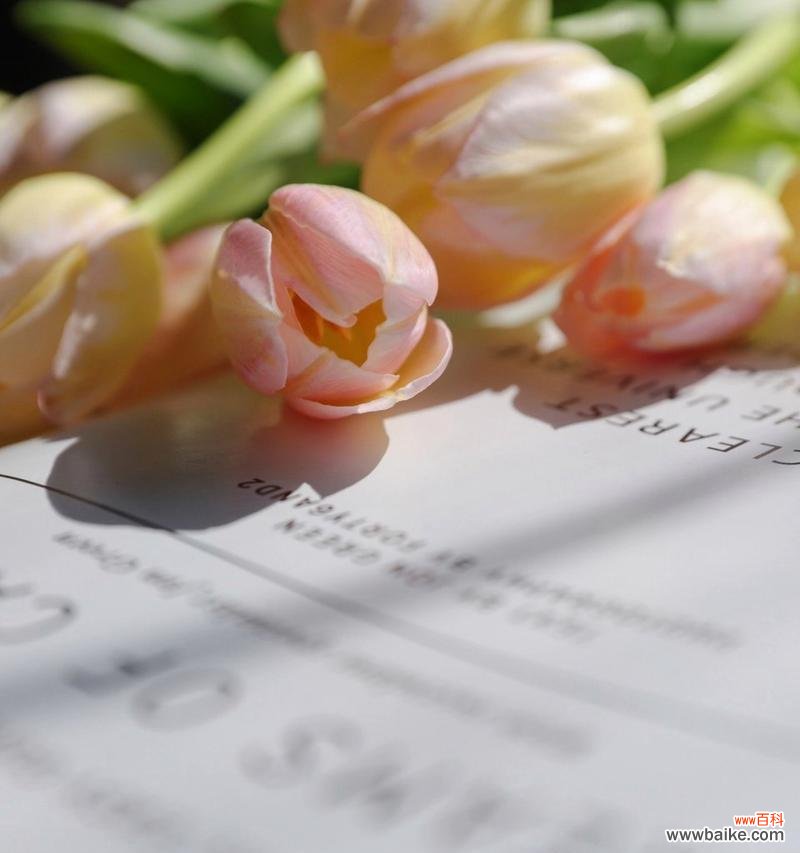 郁金香的花语有哪些功效?如何影响人的情绪?