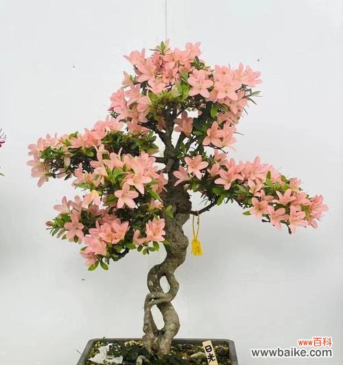 杜鹃花豆浆的花语是什么？它在花语中扮演什么角色？