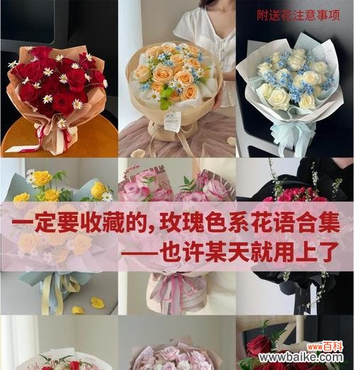 玫瑰花语有哪些不同含义?