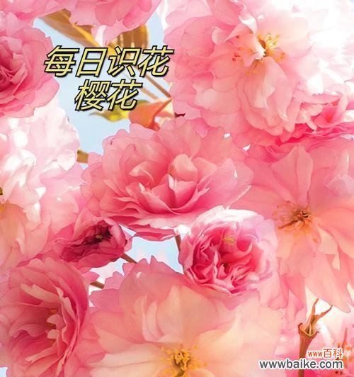 樱花相关的花语诗句有哪些?