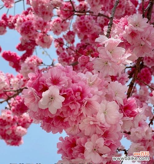 樱花相关的花语诗句有哪些?