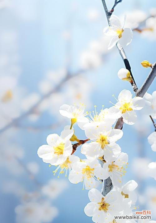 梅花花语谐音是什么？梅花的谐音花语有何特别含义？