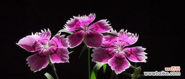 常回家看看花语是什么？如何用花语表达对家的思念？