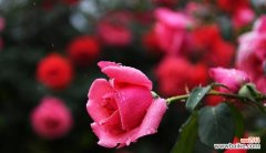 常回家看看花语是什么？如何用花语表达对家的思念？