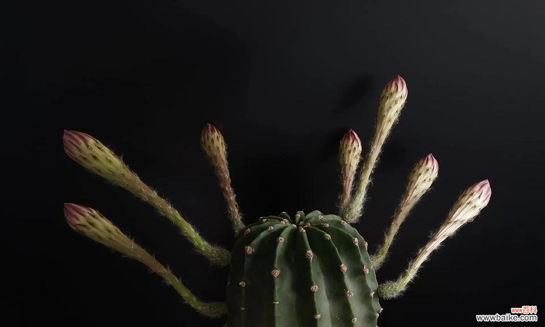 仙人球花语是什么？仙人掌类植物的花语有哪些？